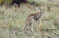 Kangaroo3