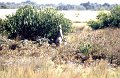 Kangaroo4
