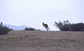 Kangaroo5