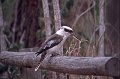 Kookaburra1