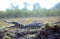 Krokodil1
