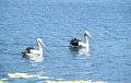 Pelikaan4
