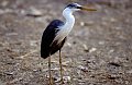 Reiger1