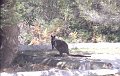 Wallaby1
