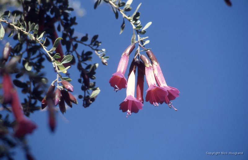 Bloem1.jpg