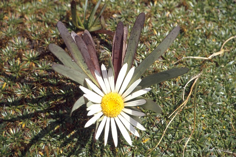 Bloem3.jpg