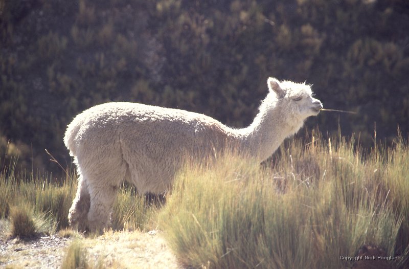 Lama1.jpg
