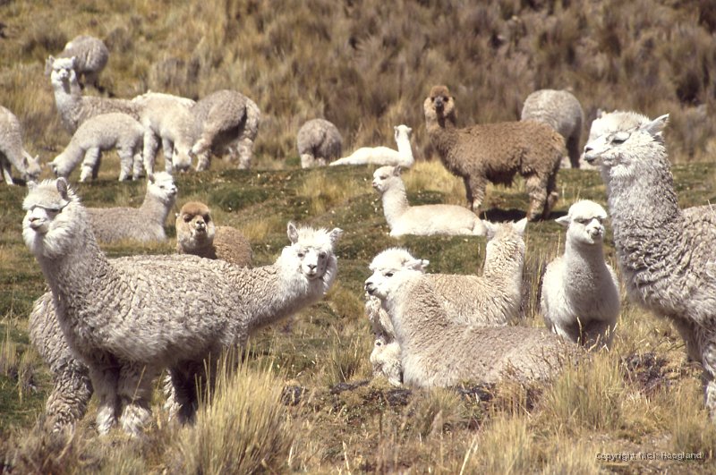 Lama2.jpg