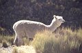 Lama1