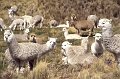 Lama2