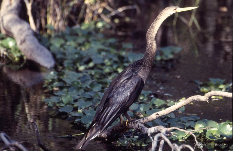 Anhinga2.jpg