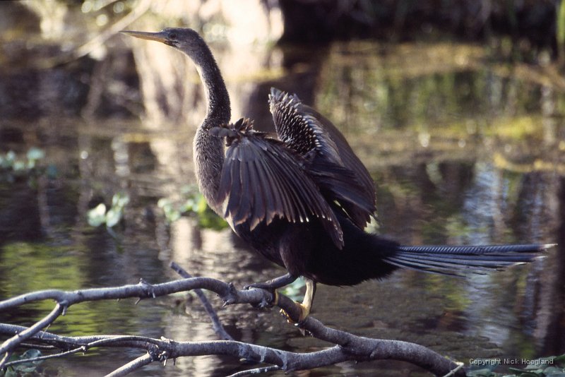 Anhinga3.jpg