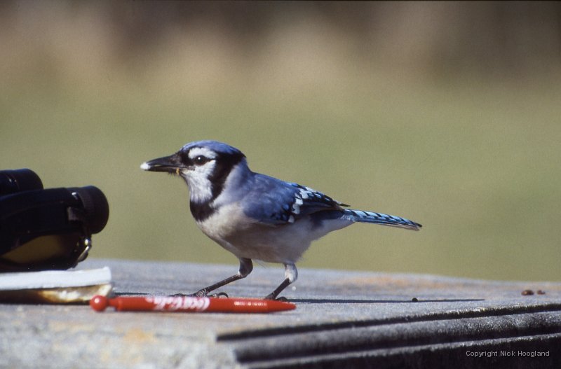 Bluejay1.jpg