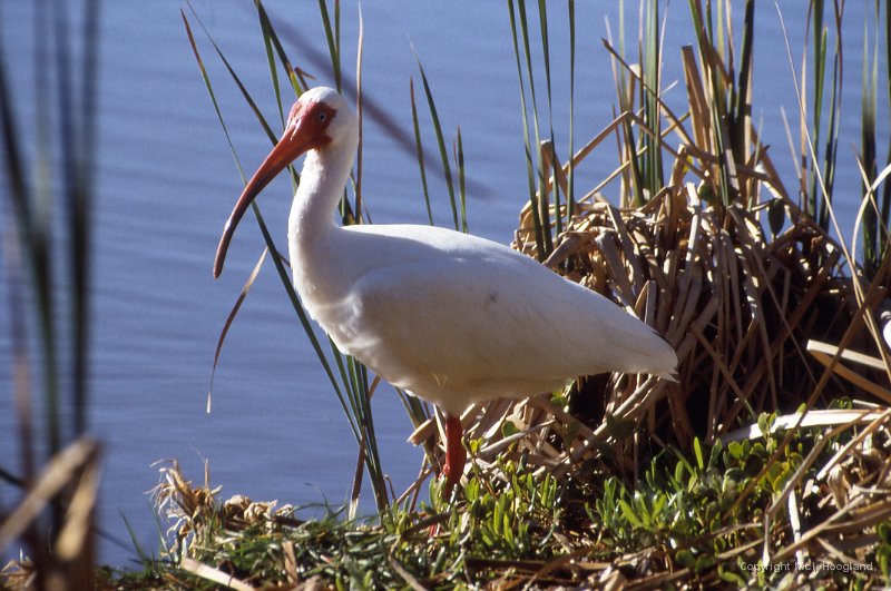 Ibis1.jpg