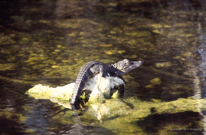 Krokodil2.jpg
