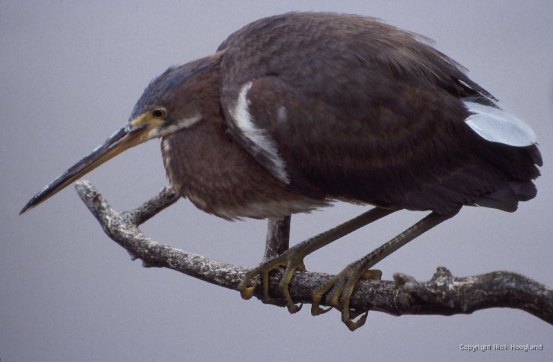Reiger2.jpg