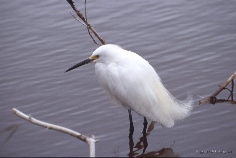 Reiger3.jpg