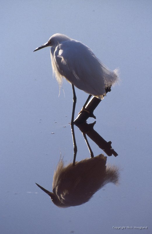 Reiger4.jpg