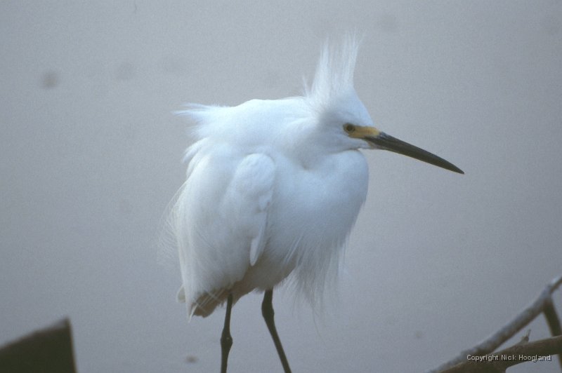 Reiger6.jpg