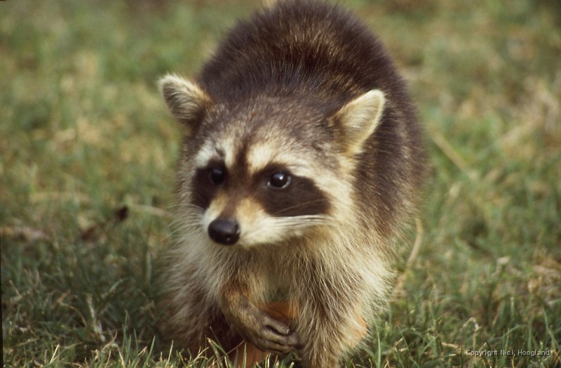 Wasbeer1.jpg
