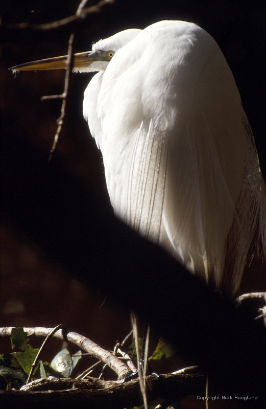 Zilverreiger1.jpg