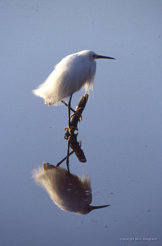 Zilverreiger2.jpg