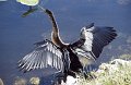 Anhinga1