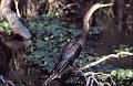 Anhinga2