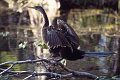 Anhinga3