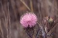 Bloem3