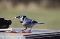 Bluejay1