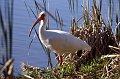 Ibis1