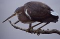 Reiger2