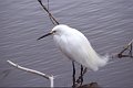 Reiger3