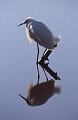 Reiger4
