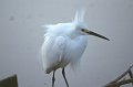 Reiger6