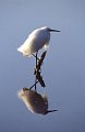 Zilverreiger2