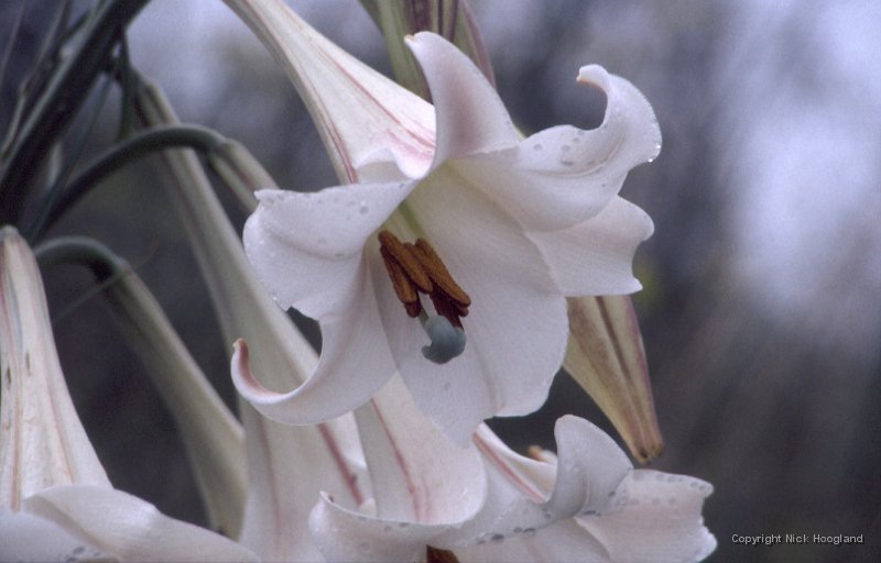 Bloem1.jpg