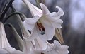 Bloem1