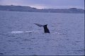 Walvis1