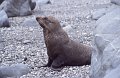 Zeehond1