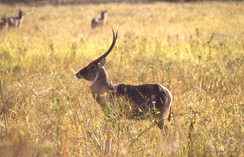 Antilope1.jpg