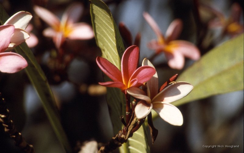Bloem10.jpg
