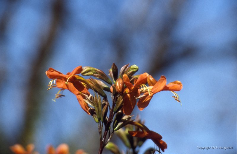 Bloem13.jpg