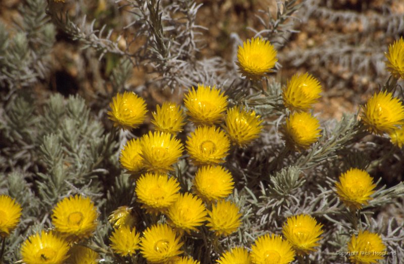 Bloem15.jpg