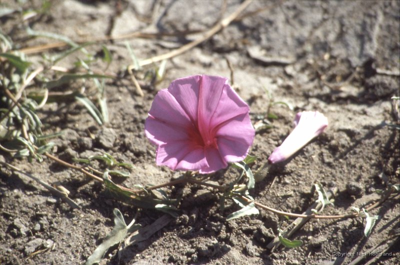 Bloem2.jpg