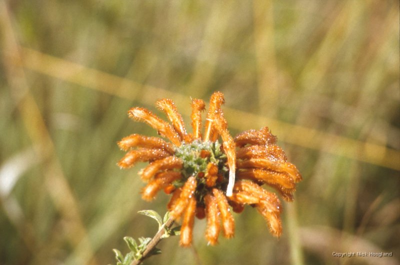 Bloem5.jpg