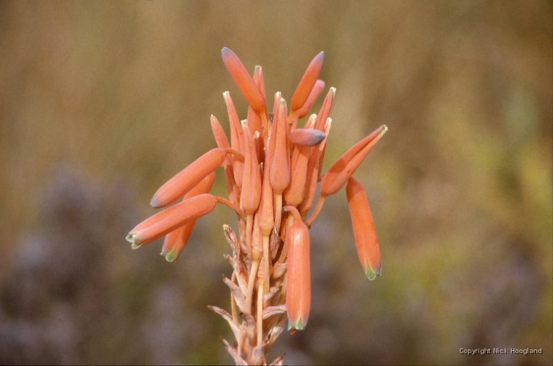 Bloem6.jpg