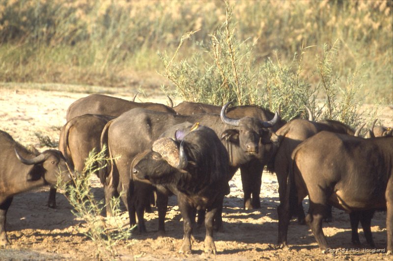 Buffels2.jpg