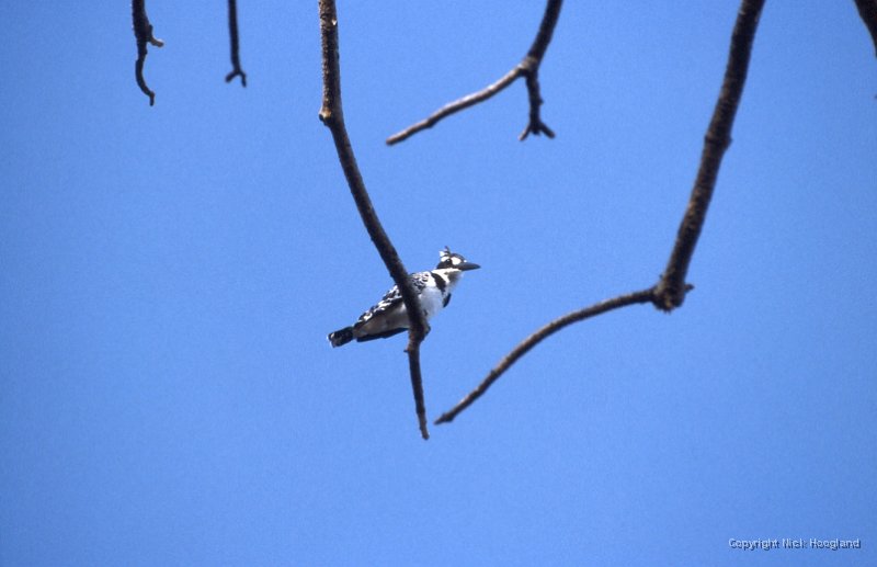 IJsvogel2.jpg